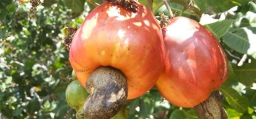 Caju: De unde provin și cum cresc?